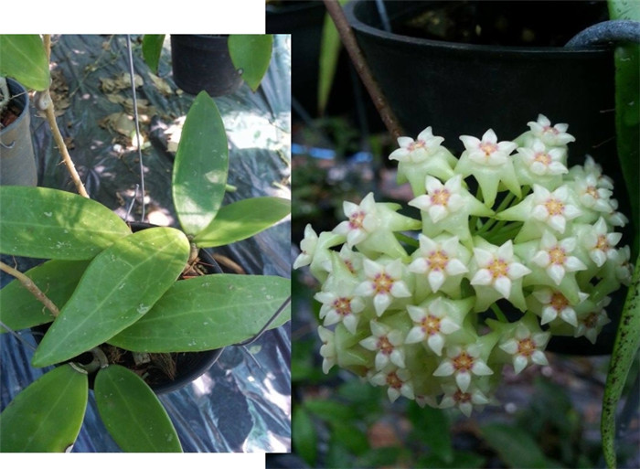 尖叶球兰 Hoya acuta 绿花