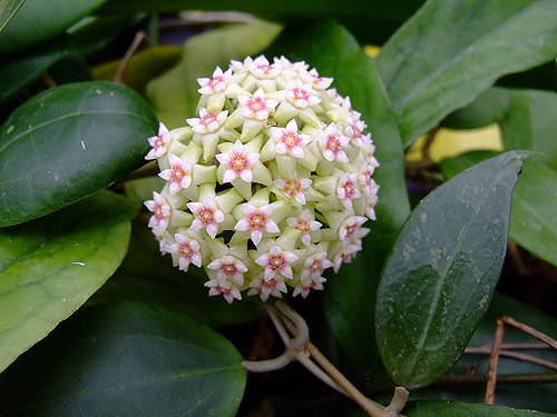 尖叶球兰 Hoya acuta