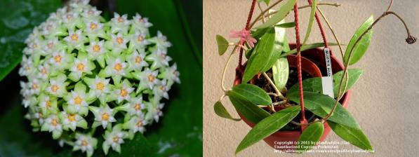 尖叶球兰 Hoya acuta 绿花