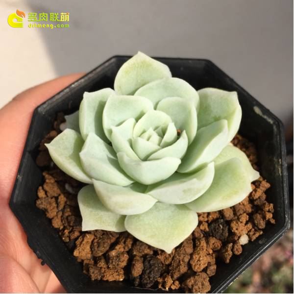 阿尔巴月影 Echeveria elegans‘alba’