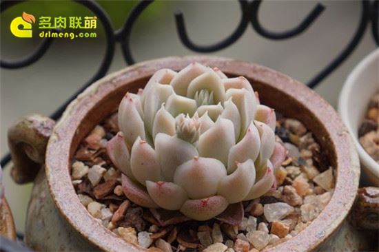 阿尔巴月影 Echeveria elegans‘alba’