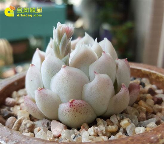 阿尔巴月影 Echeveria elegans‘alba’