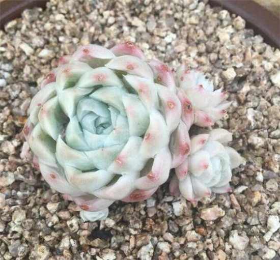 阿尔巴月影 Echeveria elegans‘alba’