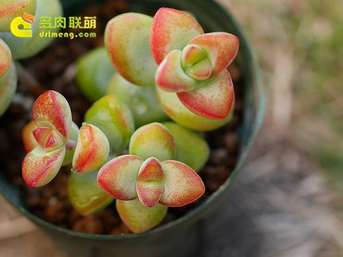 愛星 Crassula rupestris f.