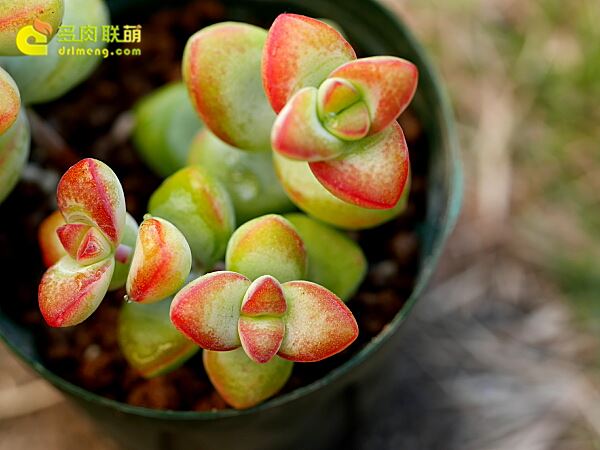 愛星 Crassula rupestris f.