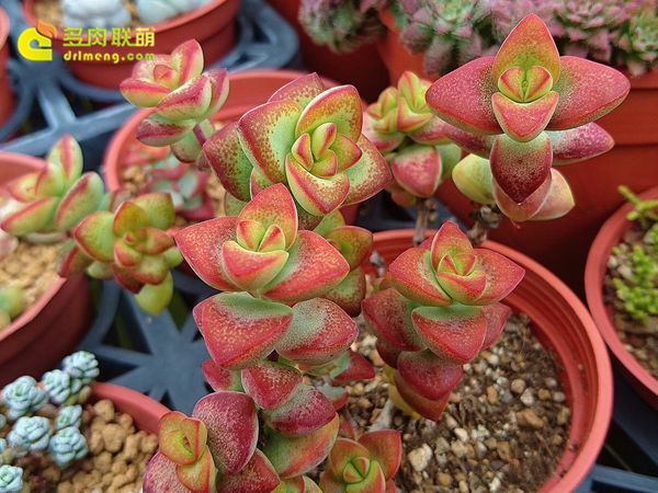 愛星 Crassula rupestris f.