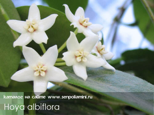 白花球兰 Hoya albiflora