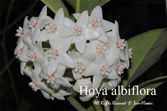 白花球兰 Hoya albiflora