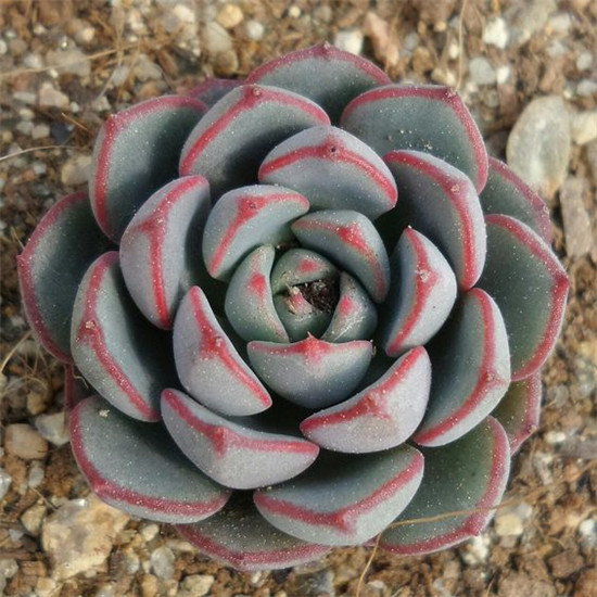 知音 Echeveria 'Mon Ami' 