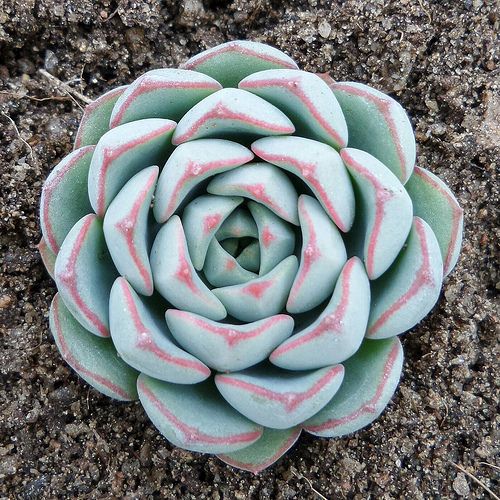 知音 Echeveria 'Mon Ami' 