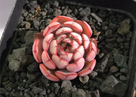 知音 Echeveria 'Mon Ami' 