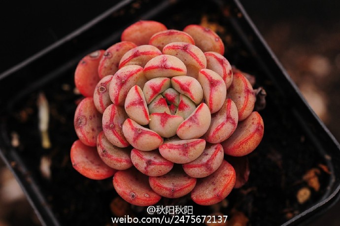 知音 Echeveria 'Mon Ami' 