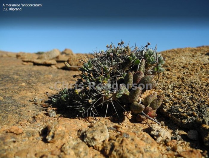 原生地的花鹿水泡 Adromischus antidorcatum