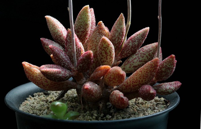 花鹿水泡 Adromischus antidorcatum