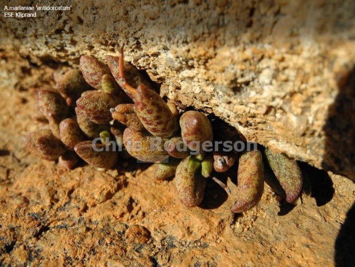 原生地的花鹿水泡 Adromischus antidorcatum