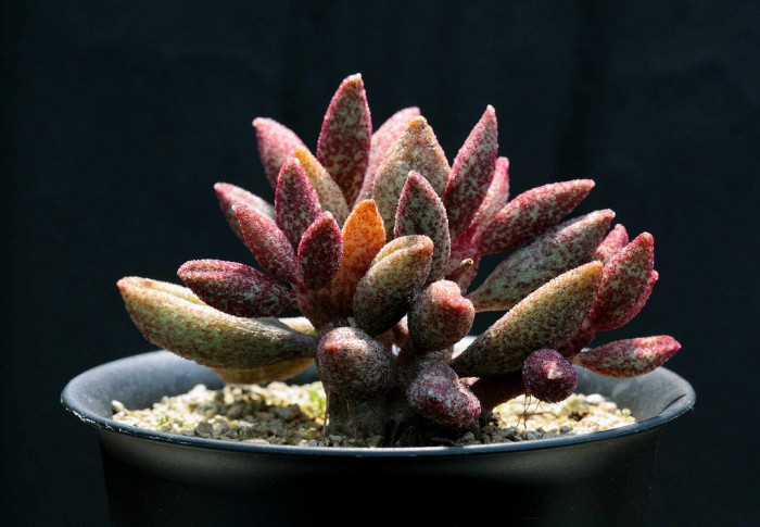 花鹿水泡 Adromischus antidorcatum