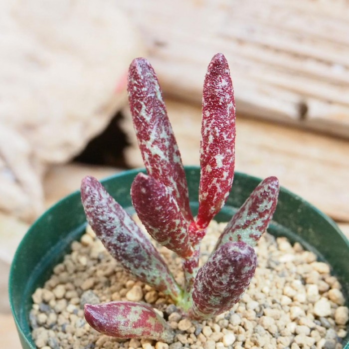 花鹿水泡 Adromischus antidorcatum