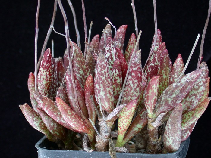 花鹿水泡 Adromischus antidorcatum