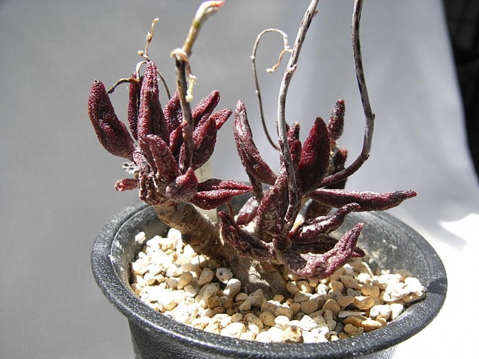 花鹿水泡 Adromischus antidorcatum