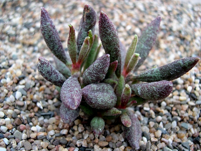 花鹿水泡 Adromischus antidorcatum