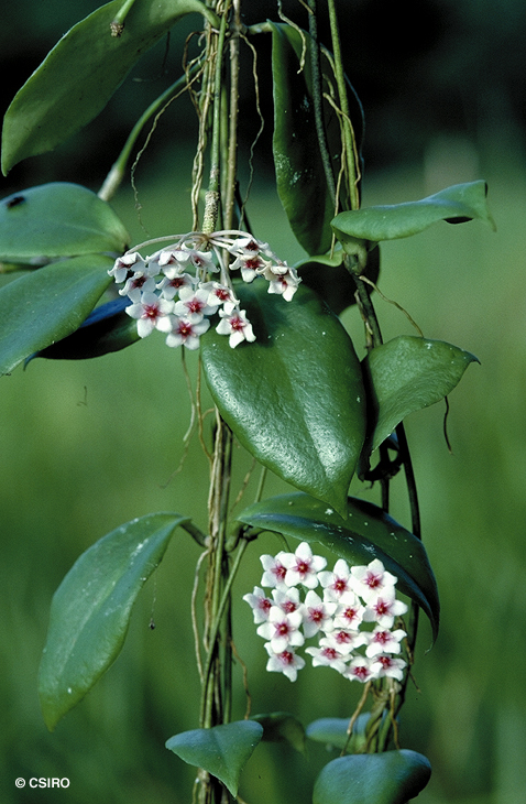 环冠球兰 Hoya anulata