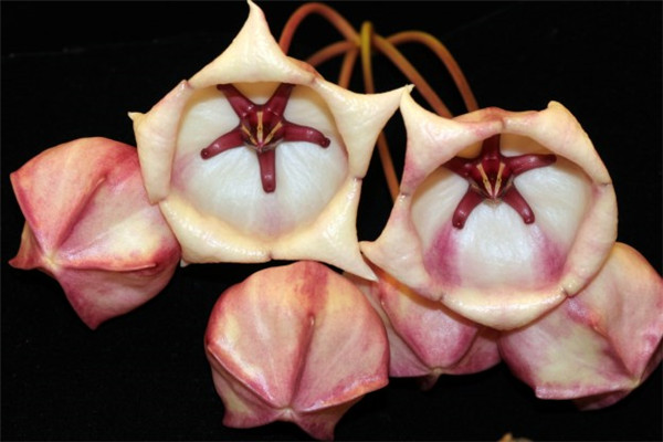 大花球兰粉 Hoya archboldiana