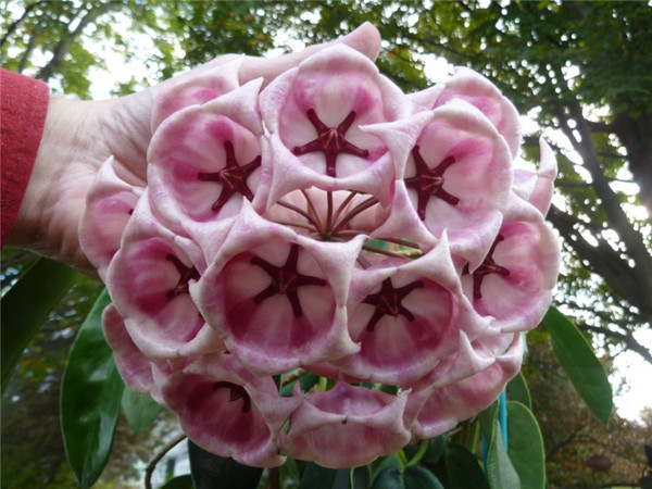 大花球兰粉 Hoya archboldiana