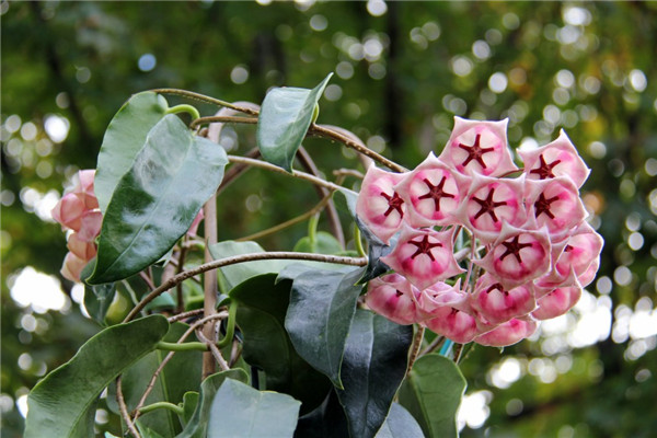 大花球兰粉 Hoya archboldiana