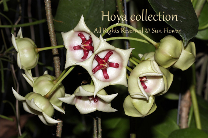 大花球兰白 Hoya archboldiana