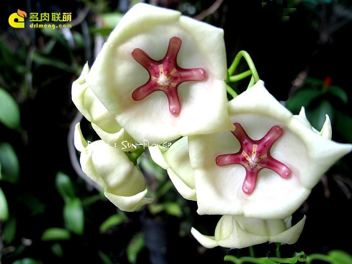 大花球兰白 Hoya archboldiana