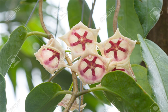 大花球兰粉 Hoya archboldiana