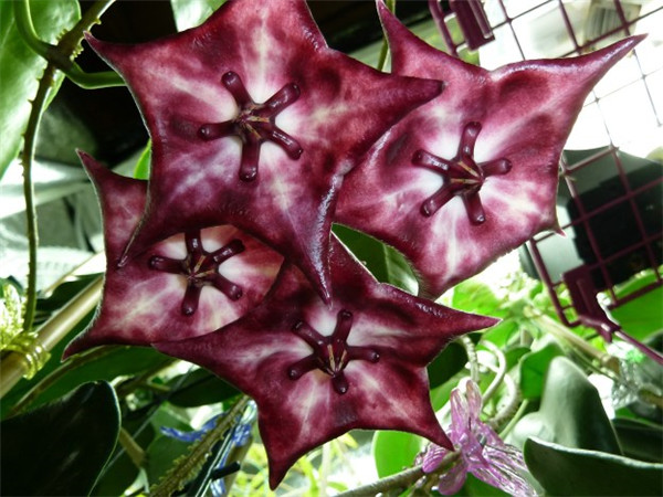 Hoya archboldiana X macgillivrayi 大花 X 麦季里斐