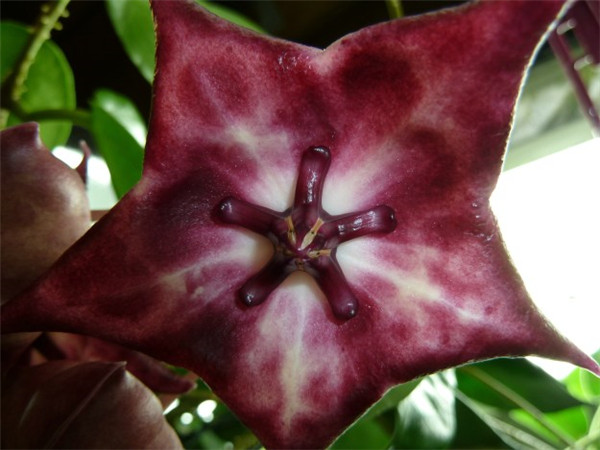 Hoya archboldiana X macgillivrayi 大花 X 麦季里斐