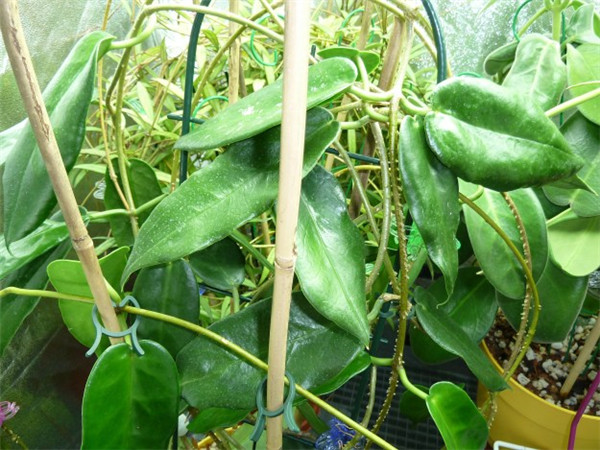 Hoya archboldiana X macgillivrayi 大花 X 麦季里斐