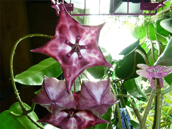 Hoya archboldiana X macgillivrayi 大花 X 麦季里斐