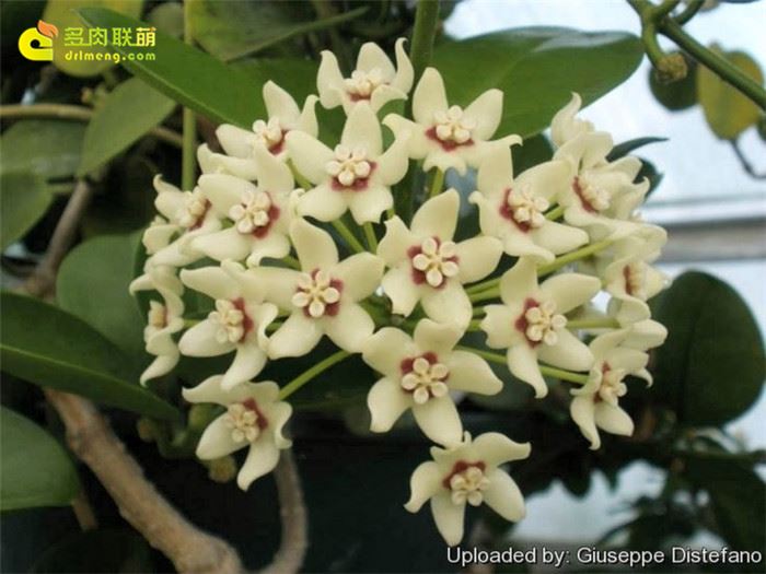 南方球兰 Hoya australis