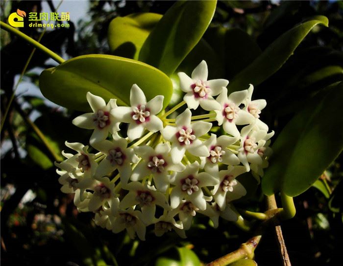 南方球兰 Hoya australis