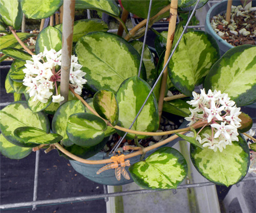 南方内锦 Hoya australis variegata in/hoya australis lisa