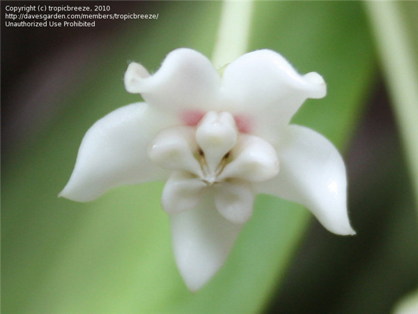 南方红花 Hoya australis rubicola