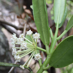 南方红花 Hoya australis rubicola