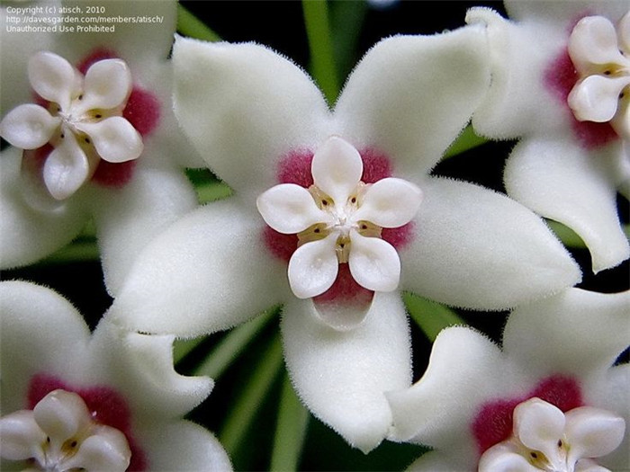 南方亚种 Hoya australis sanae