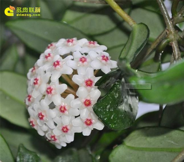 绿叶球兰白花