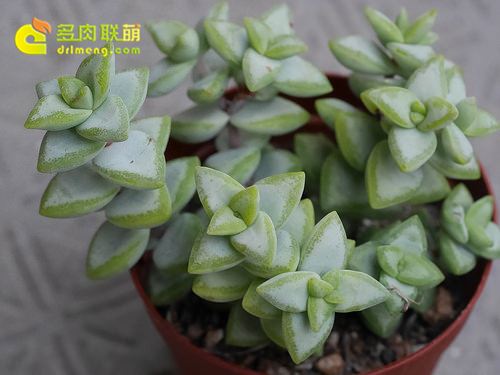 白星 Crassula rupestris