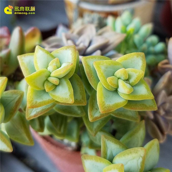 白星 Crassula rupestris