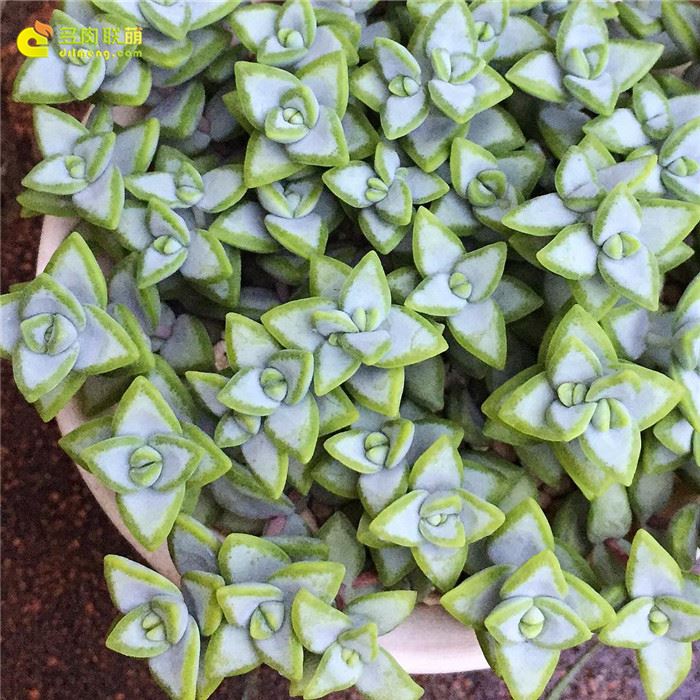 白星 Crassula rupestris