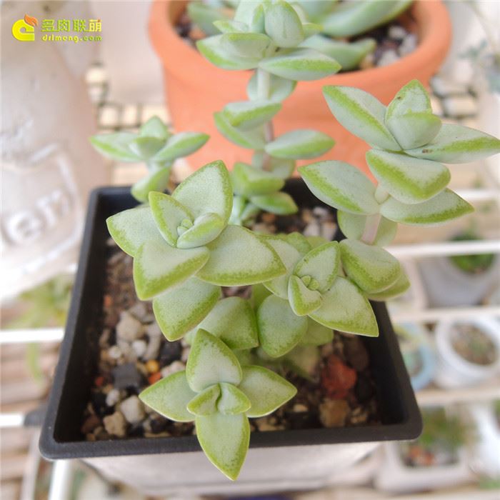 白星 Crassula rupestris