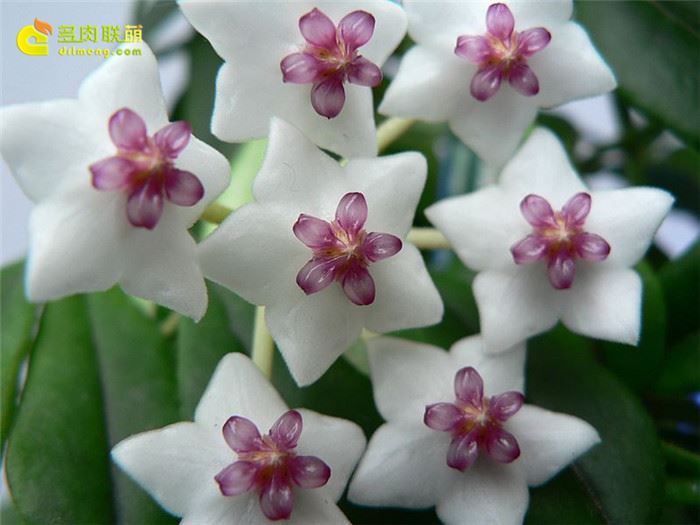 贝拉球兰 Hoya lanceolata ssp. bella 