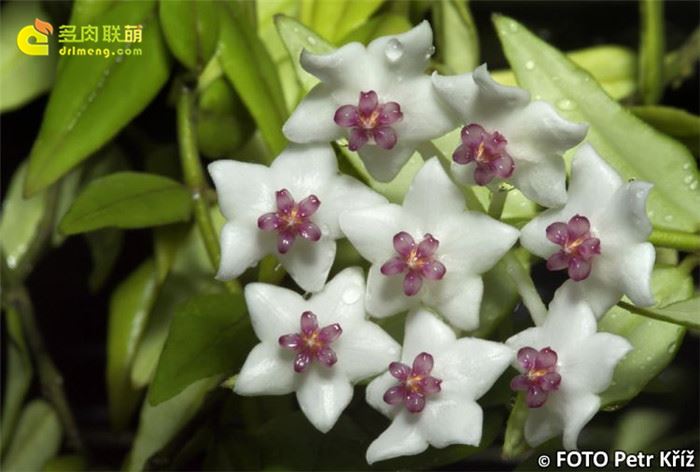 贝拉球兰 Hoya lanceolata ssp. bella 