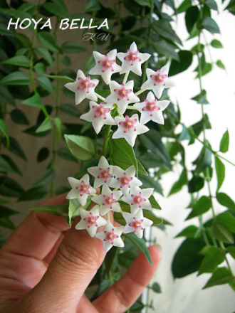 贝拉球兰 Hoya lanceolata ssp. bella 