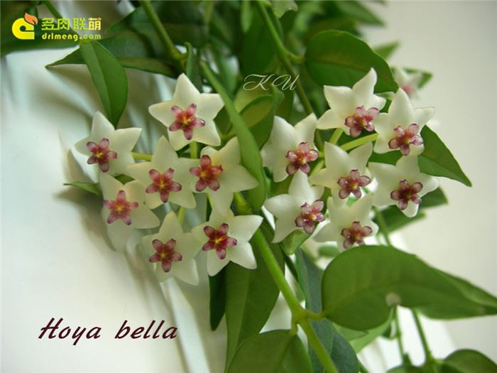 贝拉球兰 Hoya lanceolata ssp. bella 